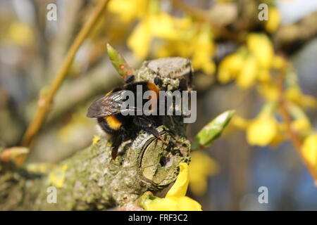 Eines der ersten Hummeln des Jahres, sitzen auf einer gelben Blüte, von der Sonne erwärmt. Stockfoto