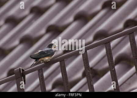 Junge Rauchschwalbe (Hirundo Rustica) auf dem Dach sitzen. Das Bild hat starke Brown einen roten Farben. Stockfoto
