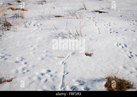 Europäische Wildkaninchen, Oryctolagus Cuniculus, Fußspuren im Schnee mit Fasan, Phasianus Colchicus, Fuß und tail Trail. Stockfoto