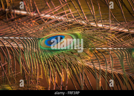 Eine Nahaufnahme von einem männlichen indischen Pfau Federn mit einem Auge. Stockfoto