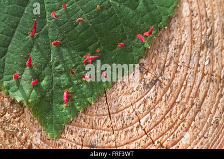 Ein Lindenblatt mit Nagel Gallapfel, gebildet durch die Milbe Eriophyes Tiliae, von oben gesehen. Stockfoto