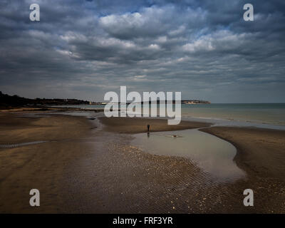 Wobei der Hund zum Baden am Sandstrand zwischen Shanklin und Sandown auf der Isle Of Wight Stockfoto