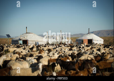 Gers (Jurten) und Viehzucht in der mongolischen Steppe. Stockfoto