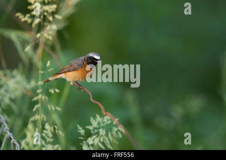 Gartenrotschwanz (Phoenicurus Phoenicurus), bunte männlich, sitzt auf einem Draht vor einem natürlichen grünen Hintergrund. Stockfoto