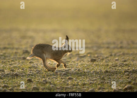 Braune Hare / Europäische Hasen / Feldhase (Lepus Europaeus), am frühen Morgen Stimmung, schöne Hintergrundbeleuchtung, Feld, seitliche Ansicht zu überfahren. Stockfoto