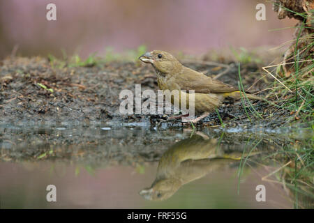 Gemeinsamen Kreuzschnabel / Fichtenkreuzschnabel (Loxia Curvirostra), weiblicher Vogel sitzt neben einem Teich inmitten blühender Heide Stockfoto