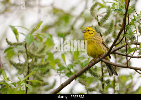 Yellowhammer / Goldammer ( Emberiza citrinella ) thront auf einem Zweig eines Weidenbusches, in typischem Verhalten, Wildtiere, Europa. Stockfoto
