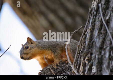 Mit dem Ausdruck, neugierigen Eichhörnchen Blick in die Kamera, als er im Baum sitzt. Verschwommene Baum im Hintergrund. Platz für Text oben oder seitlich Stockfoto