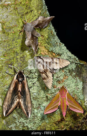 Auswahl der britischen Falken-Motten; Pappel Hawk-Moth (Laothoe Populi); Kiefer Hawk-Moth (Hyloicus Pinastri); Liguster Hawk-moth Stockfoto