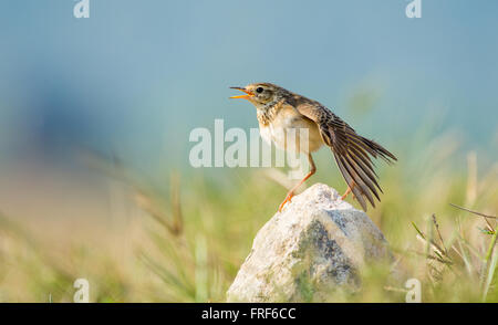 Tawny Pieper trocknen seine Flügel und Federn steht man vor der Sonne auf einem Felsen auf einem grasbewachsenen Flächen. Stockfoto