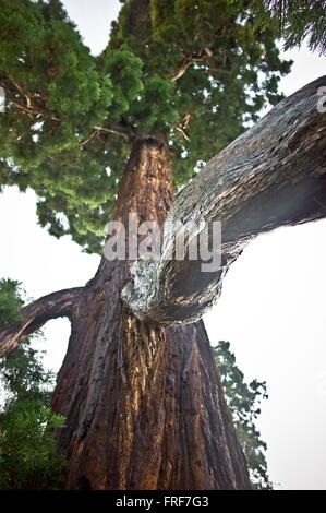 Mammutbaum im Regen im Frühjahr - 23.04.2011 - Sequoia Park des Schlosses von Versailles im Regen im Frühjahr. Stockfoto