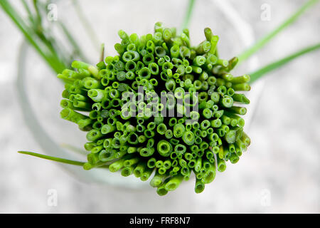 detaillierten Makroaufnahme grüner Schnittlauch Stockfoto