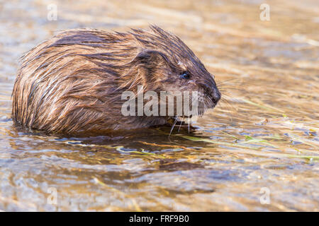 Bisamratte (Ondatra Zibethica) im Frühjahr Stockfoto