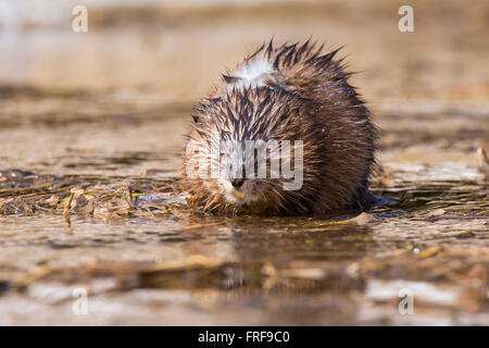 Bisamratte (Ondatra Zibethica) im Frühjahr Stockfoto