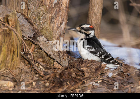 Männliche behaarte Specht (Picoides Villosus) im winter Stockfoto