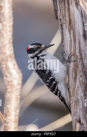 Männliche behaarte Specht (Picoides Villosus) im winter Stockfoto