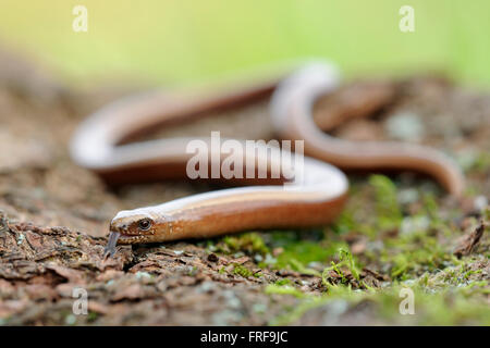 Slow Worm / Blindschleiche ( Anguis fragilis ), erwachsenes Weibchen, auf dem Boden krabbelnd, mit der Zunge rein und raus, Wildtiere, Europa. Stockfoto
