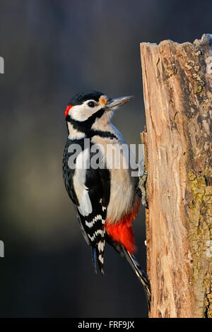 Großspecht (Dendrocopos Major), erwachsener Mann, auf einem verfaulten Baumstamm auf der Suche nach Nahrung, Tierwelt, Europa. Stockfoto