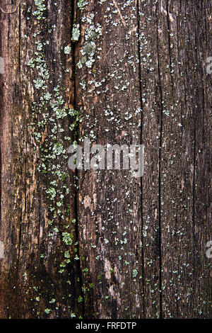 Grünes Moos und Schimmel wächst auf dem alten Baum. Holz texturiert mit grünem Moos Textur Hintergrund Stockfoto