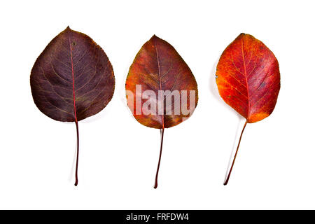 Herbstlaub Birnbaum isoliert auf weißem Hintergrund. Mit Beschneidungspfad. Herbstlaub Birnbaum Stockfoto