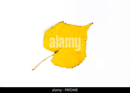 Nahaufnahme der Herbst Espenbaum Blatt auf weißem Hintergrund. Mit Beschneidungspfad. Herbst Espenbaum Blatt durch gelbe Farbe gefärbt. Stockfoto