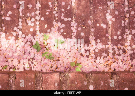 Gefallenen rosa Blüten auf Ziegel Stockfoto