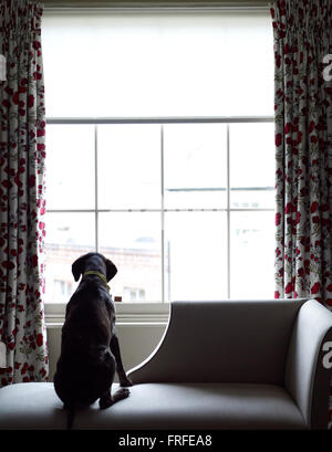 Hund aus Fenster Stockfoto