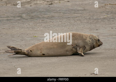 FemaleElephant Dichtung Liying auf sandigen Strand der Halbinsel Valdés, in Argentinien Stockfoto