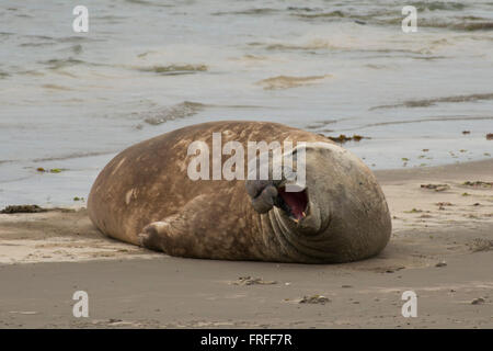 See-Elefant Liying auf sandigen Strand der Halbinsel Valdés, in Argentinien Stockfoto