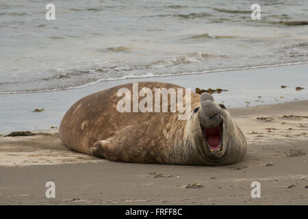 See-Elefant Liying auf sandigen Strand der Halbinsel Valdés, in Argentinien Stockfoto