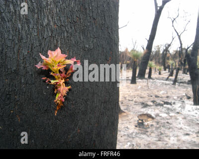 Preston Strand, Südwesten Westaustralien - bezeichnet 22. März 2016 - kleine neue Triebe aus den geschwärzten Baumstamm Eukalyptus, ein Feuer Regeneration als Reaktion Epicormic sprießen. Frühe Anzeichen von nachwachsen nach den verheerenden Buschfeuern Januar 2016 beginnen, in einige der Australian native Wälder in der Region nach den letzten Regenfällen zu sehen. Bildnachweis: Suzanne Long/Alamy Live-Nachrichten Stockfoto