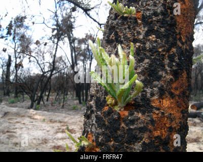 Preston Strand, Südwesten Westaustralien - bezeichnet 22. März 2016 - kleine neue Triebe aus den geschwärzten Baumstamm Banksia, ein Feuer Regeneration als Reaktion Epicormic sprießen. Frühe Anzeichen von nachwachsen nach den verheerenden Buschfeuern Januar 2016 beginnen, in einigen der australischen Urwald Ökosysteme in der Region nach den letzten Regenfällen gesehen werden. Bildnachweis: Suzanne Long/Alamy Live-Nachrichten Stockfoto