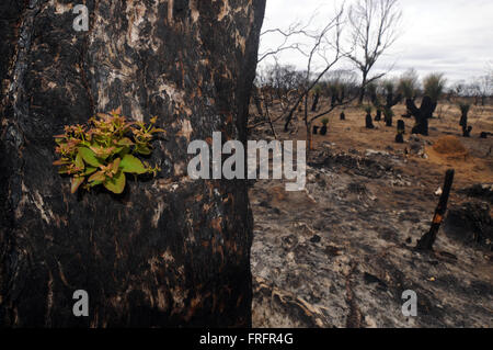 Preston Strand, Südwesten Westaustralien - bezeichnet 22. März 2016 - kleine neue Triebe aus den geschwärzten Baumstamm Eukalyptus, ein Feuer Regeneration als Reaktion Epicormic sprießen. Frühe Anzeichen von nachwachsen nach den verheerenden Buschfeuern Januar 2016 beginnen, in einigen der australischen Urwald Ökosysteme in der Region nach den letzten Regenfällen gesehen werden. Bildnachweis: Suzanne Long/Alamy Live-Nachrichten Stockfoto