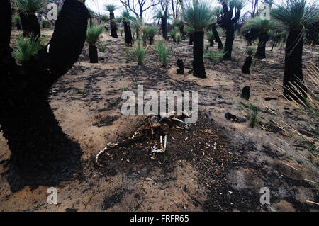 Preston Strand, Südwesten Westaustralien - bleibt 22. März 2016 - ein Känguru unter verbrannten aber nachwachsenden Grasbäume (Xanthorrhoea), die unter die erste Spezies Anzeichen einer Erholung sind. Frühe Anzeichen von nachwachsen nach den verheerenden Buschfeuern Januar 2016 beginnen, in einigen der australischen Urwald Ökosysteme in der Region nach den letzten Regenfällen gesehen werden. Bildnachweis: Suzanne Long/Alamy Live-Nachrichten Stockfoto