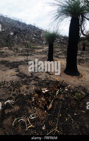 Preston Strand, Südwesten Westaustralien - bleibt 22. März 2016 - ein Känguru unter verbrannten aber nachwachsenden Grasbäume (Xanthorrhoea), die unter die erste Spezies Anzeichen einer Erholung sind. Frühe Anzeichen von nachwachsen nach den verheerenden Buschfeuern Januar 2016 beginnen, in einigen der australischen Urwald Ökosysteme in der Region nach den letzten Regenfällen gesehen werden. Bildnachweis: Suzanne Long/Alamy Live-Nachrichten Stockfoto