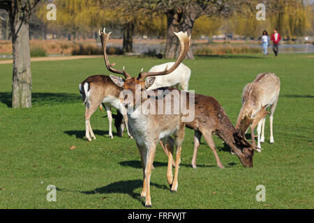 Bushy Park, London, UK. 22. März 2016. Es war ein schöner Frühlingstag in Bushy Park, London, wie die Menschen und das Reh den blauen Himmel und die warmen Sonnenstrahlen genießen. Bildnachweis: Julia Gavin UK/Alamy Live-Nachrichten Stockfoto