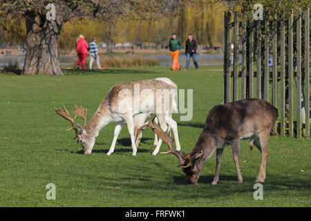 Bushy Park, London, UK. 22. März 2016. Es war ein warmer 14 ° c, mit blauem Himmel und Sonnenschein, wie Menschen spazieren und die Rehe gerne in Bushy Park, London, UK grasen. Bildnachweis: Julia Gavin UK/Alamy Live-Nachrichten Stockfoto