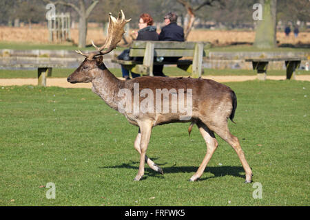 Bushy Park, London, UK. 22. März 2016. Es war ein schöner Frühlingstag in Bushy Park, London, wie die Menschen und das Reh den blauen Himmel und die warmen Sonnenstrahlen genießen. Bildnachweis: Julia Gavin UK/Alamy Live-Nachrichten Stockfoto