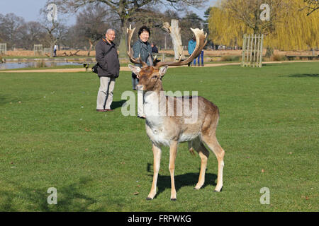 Bushy Park, London, UK. 22. März 2016. Es war ein warmer 14 ° c, mit blauem Himmel und Sonnenschein, wie Menschen spazieren und beobachten Sie die Hirsche in Bushy Park, London, UK. Bildnachweis: Julia Gavin UK/Alamy Live-Nachrichten Stockfoto