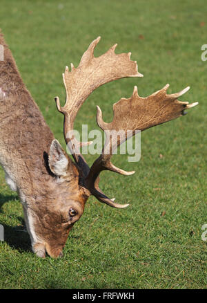 Bushy Park, London, UK. 22. März 2016. Es war ein warmer 14 ° c, mit blauem Himmel und Sonnenschein wie dieser prächtigen Hirsch Hirsch weidet glücklich in Bushy Park, London, UK. Bildnachweis: Julia Gavin UK/Alamy Live-Nachrichten Stockfoto