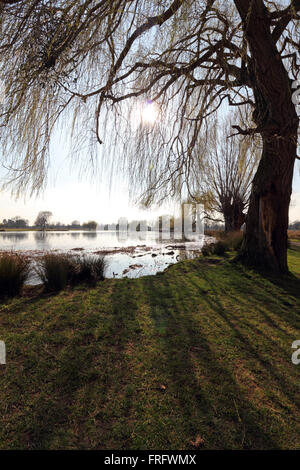 Bushy Park, London, UK. 22. März 2016. Die Sonne scheint durch die Blätter einer Weide neben dem ruhigen Wasser des Teiches Heron, an einem warmen Frühlingstag von 14 Grad, mit blauem Himmel am Bushy Park, London, UK. Bildnachweis: Julia Gavin UK/Alamy Live-Nachrichten Stockfoto