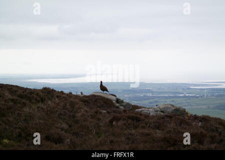 Lancashire UK 22. März 2016. Wetternachrichten. Ein bewölkter Tag macht es schwierig, die Moorschneehühner vor Ort bis auf die Mauren über Lancaster. Bildnachweis: Gary Telford/Alamy live-Nachrichten Stockfoto