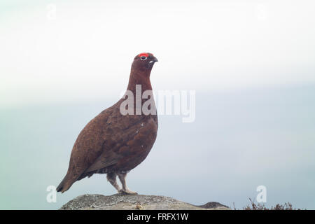 Lancashire UK 22. März 2016. Wetternachrichten. Ein bewölkter Tag macht es schwierig, die Moorschneehühner vor Ort bis auf die Mauren über Lancaster. Bildnachweis: Gary Telford/Alamy live-Nachrichten Stockfoto