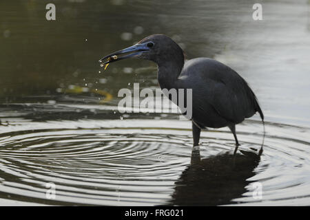 Longwood, Florida, USA. 31. März 2014. bei der Endrunde des IOA Golf Classic im Alaqua Country Club am März {heute Tag} 2014 in Longwood, Florida.ZUMA Presse/Scott A. Miller © Scott A. Miller/ZUMA Draht/Alamy Live News Stockfoto