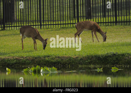 Longwood, Florida, USA. 31. März 2014. bei der Endrunde des IOA Golf Classic im Alaqua Country Club am März {heute Tag} 2014 in Longwood, Florida.ZUMA Presse/Scott A. Miller © Scott A. Miller/ZUMA Draht/Alamy Live News Stockfoto