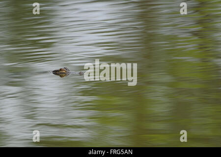 Longwood, Florida, USA. 31. März 2014. bei der Endrunde des IOA Golf Classic im Alaqua Country Club am März {heute Tag} 2014 in Longwood, Florida.ZUMA Presse/Scott A. Miller © Scott A. Miller/ZUMA Draht/Alamy Live News Stockfoto