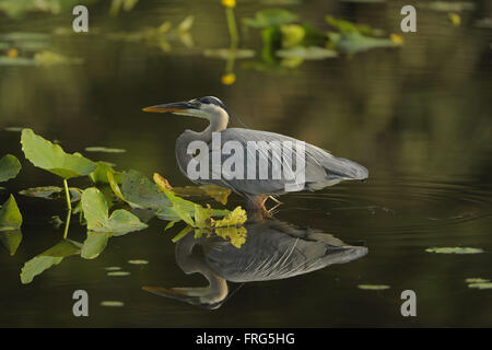 Longwood, Florida, USA. 31. März 2014. bei der Endrunde des IOA Golf Classic im Alaqua Country Club am März {heute Tag} 2014 in Longwood, Florida.ZUMA Presse/Scott A. Miller © Scott A. Miller/ZUMA Draht/Alamy Live News Stockfoto