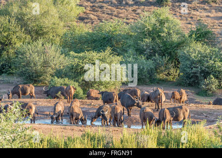 Ein Büffel-Herde trinken bei Sonnenuntergang an der Wasserstelle Nyati im main Camp in Addo Elephant National Park of South Africa Stockfoto