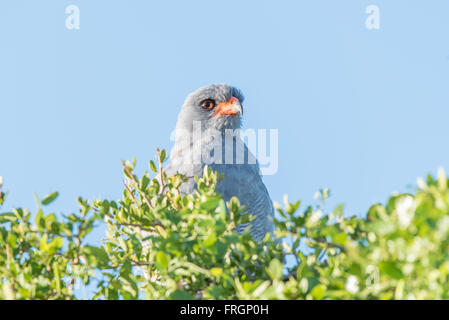 Eine südliche blass singen Goshawk, Melierax Canorus, in der Addo Elephant National Park of South Africa Stockfoto