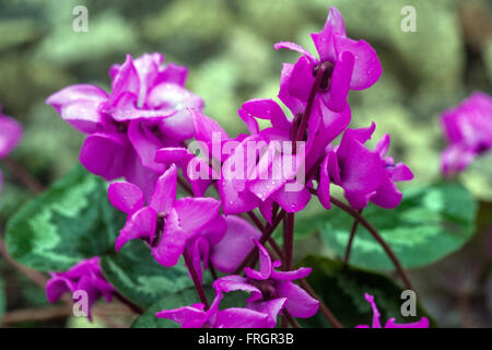 Cyclamen Coum, das östliche Alpenveilchen, dunkel rosa Blume Stockfoto